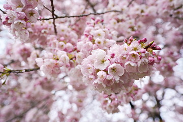 Beautiful cherry blossoms in Queen Elizabeth Park, Vancouver, BC, Canada