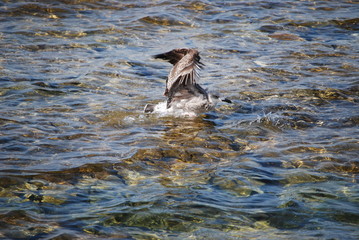 Möwe im Meer