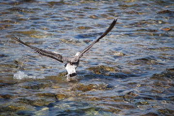 Möwe sitzt im Meer