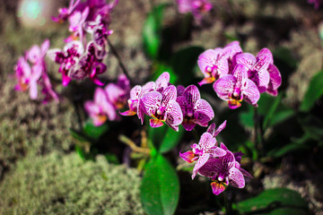 Blooming purple orchids in blossom garden. Spring flowers on floral background. Courtyard in springtime. Beautiful landscaped terrace of a house with green plants.