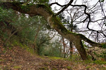 Un arbre tombé sur un chemin forestier