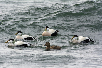 Fototapeta premium Common eider on the west coast in Sweden