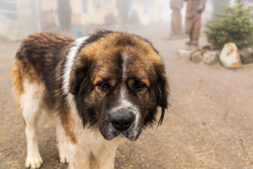 A portrate of the Big saint bernard dog.