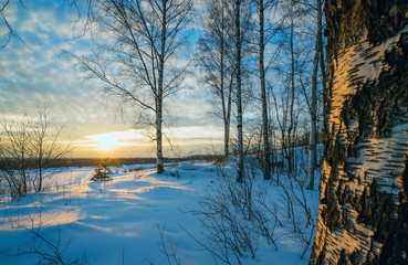 Winter landscape, sunset among the birches.