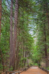 pathway through the forest at yosemite 