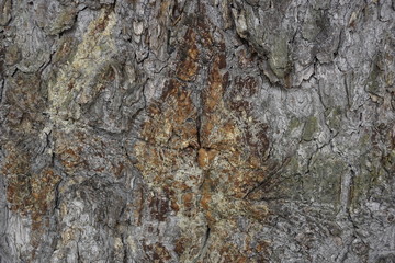 the texture of the tree bark spruce resin spring