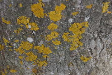 the texture of the bark of the tree poplar red moss lichen