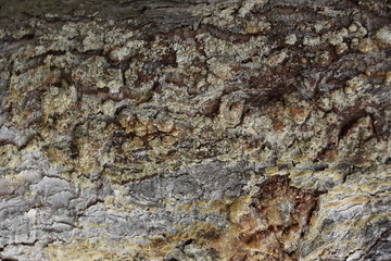 the texture of the tree bark spruce resin spring