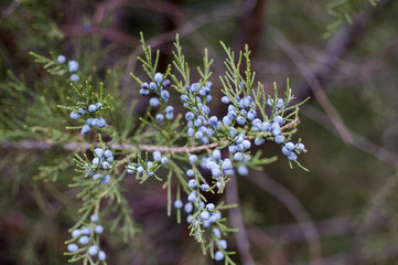Blooming green arborvitae