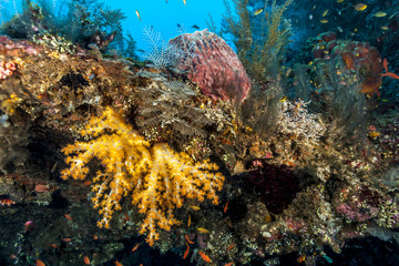 Fototapeta na wymiar Coral reef off coast of Bali