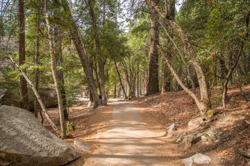 pathway through the forest at yosemite 