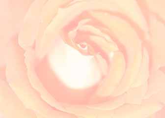 Fototapeta na wymiar One beautiful rose closeup for background. Muted color. The background for the label