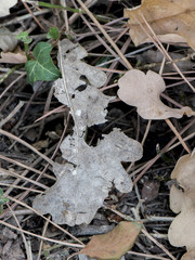 Pareidolia: Profile of a woman with a green hat