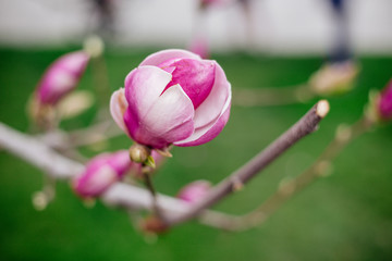 Flower of a pink magnolia.