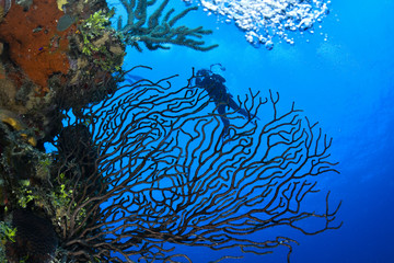 Fototapeta na wymiar Hard coral in the left with diver behind