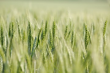 Wheat field closeup