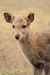 奈良公園の鹿