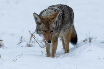 Coyote hunting in the snow in Yosemite Valley