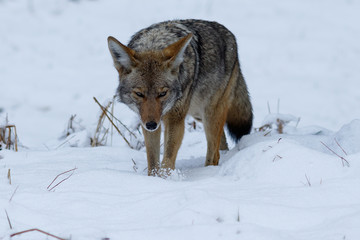 Naklejka premium Coyote hunting in the snow in Yosemite Valley