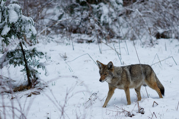 Fototapeta na wymiar Coyote hunting in the snow in Yosemite Valley