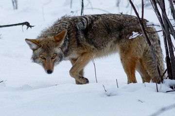 Coyote hunting in the snow in Yosemite Valley