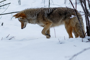 Coyote hunting in the snow in Yosemite Valley