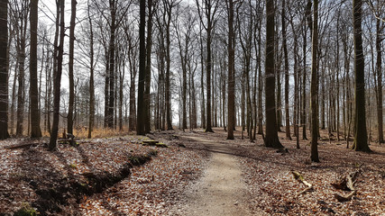 Deciduous forest in North Germany in early spring