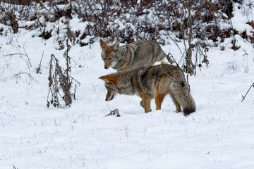 Coyote hunting in the snow in Yosemite Valley