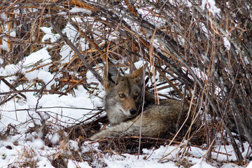 Coyote resting under a bush in the snow in Yosemite Valley