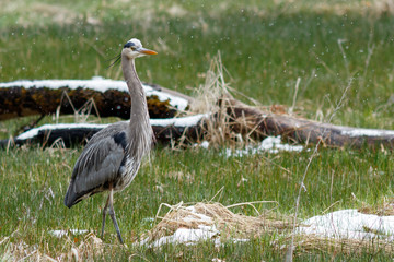 Great Blue Heron in the snow in Yosemite Valley.
