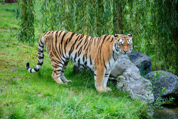 Fototapeta na wymiar looking tiger