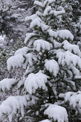 Snow covered pine tree