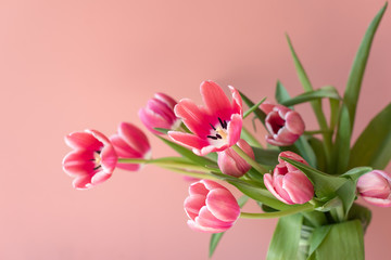 Close up of bright pink tulips in glass jar against peach background (selective focus)