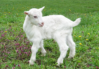 Beautiful cute baby goat kid kiddy spring scene in colorful meadow with flowers
