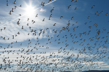 Snow geese migration