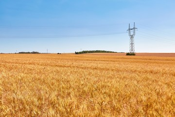 Wheat field detail