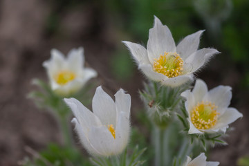 Pulsatilla, Küchenschelle, weiße Blüten im Sonnenlicht