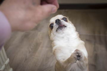 Dog breed Chihuahua gets pills, vitamins, pills, delicacy from the hands of the owner.