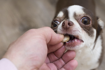 Dog breed Chihuahua gets pills, vitamins, pills, delicacy from the hands of the owner.