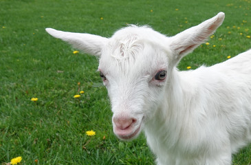 Obraz premium Beautiful cute baby goat kid kiddy spring scene in colorful meadow with flowers 