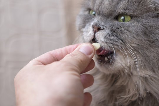 The big grey cat gets vitamins, a delicacy from the owner.