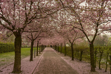 Fototapeta na wymiar View to Cherry Blossom Valley in Kaarst Citypark