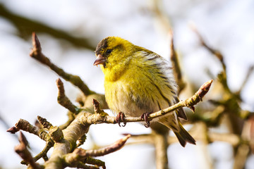 Eurasian siskin sitting on a branch