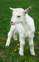 Beautiful cute baby goat kid kiddy spring scene in colorful meadow with flowers
