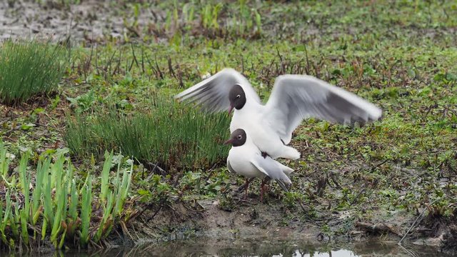 Black-headed gull (Chroicocephalus ridibundus) mating