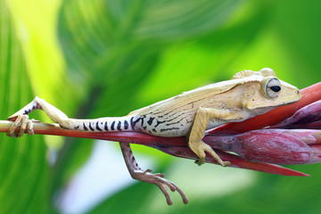 Tree frog, eared tree frog, Borneo tree frog