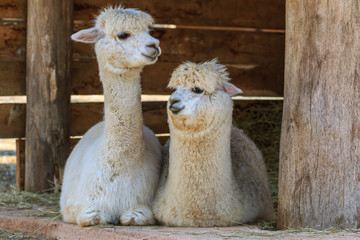 The pair of alpacas lying down © erikzunec