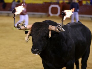 toro de fuego en españa