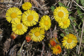 luminosi capolini di farfara (Tussilago farfara)