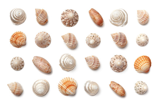 Collection of small exotic shells isolated on a white background.